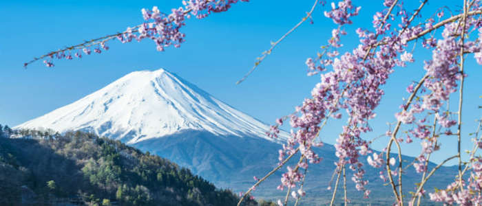 Japan's Mount Fuji and cherry blossoms