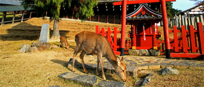 The Nara Park in Japan