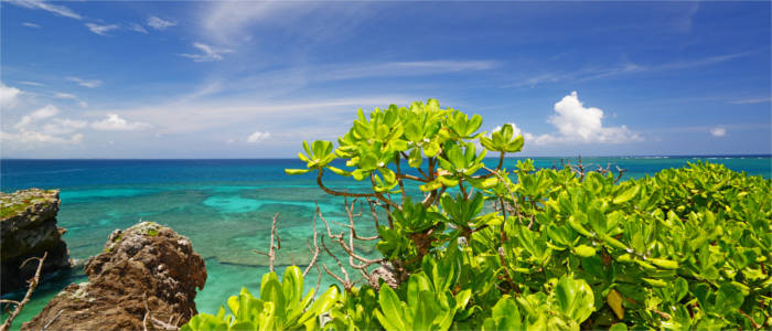 Tropical Okinawa