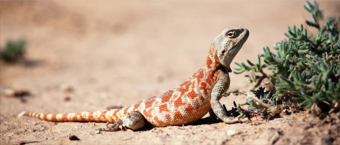 Lizard in Kazakhstan