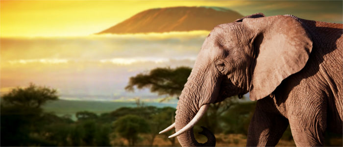 Elephant in Kenya in front of the Kilimanjaro in Tansania