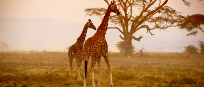 Giraffes in Kenya
