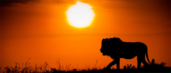 Kenyan lion
