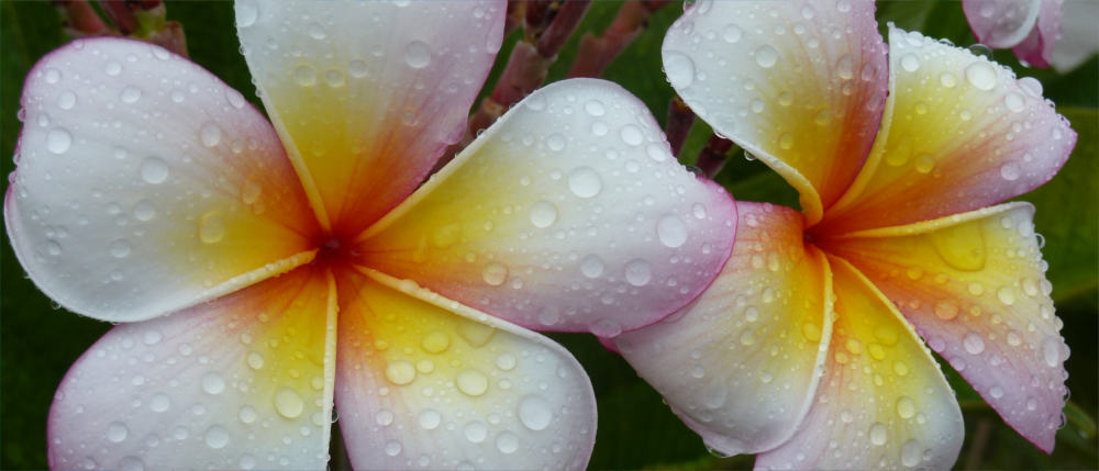 Kiribati's wonderful flora