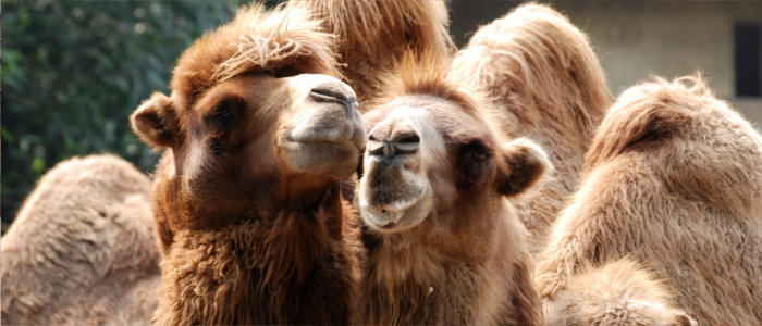 Animals in Kuwait