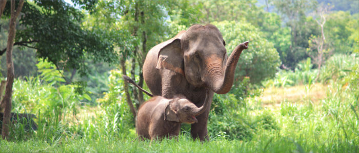 Elephants in Laos