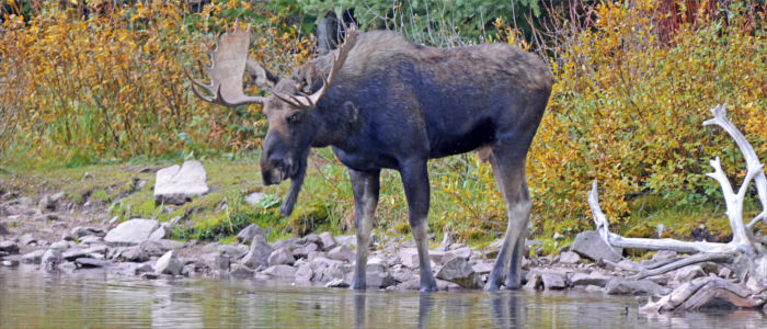 Elk in Latvia