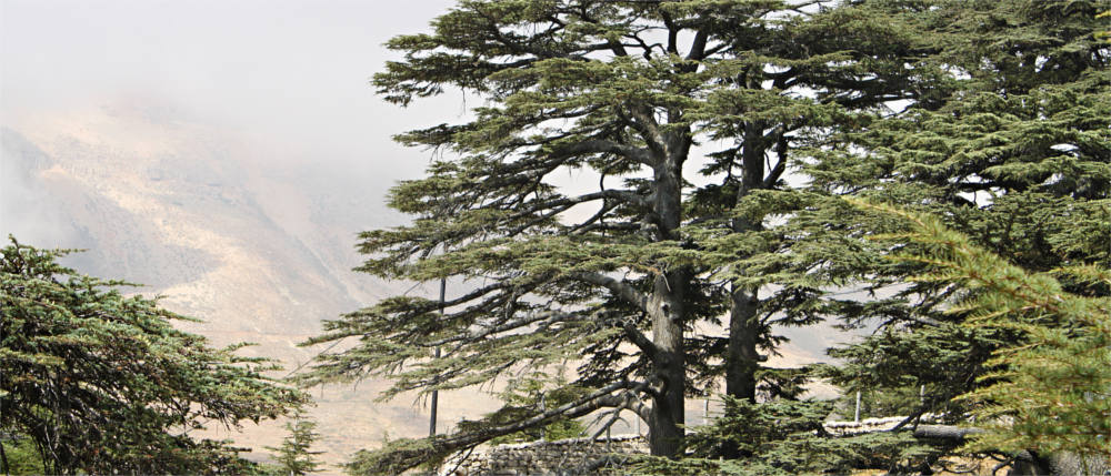 Lebanese cedar forest