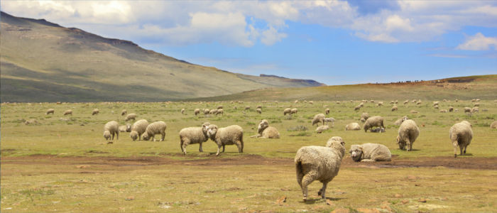 Sheep on a meadow in Lesothto