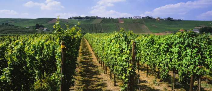 Wine-growing at the Moselle in Luxembourg