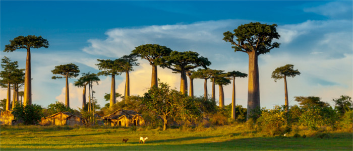 Baobabs in Madagascar