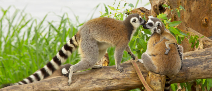 Lemurs in Madagascar