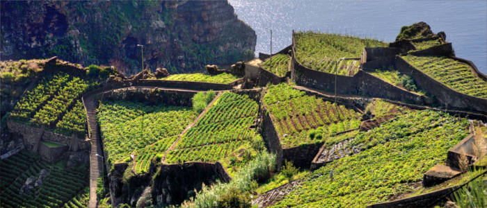 Terrace cultivation on Madeira