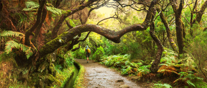 Hiking through Madeira's forests