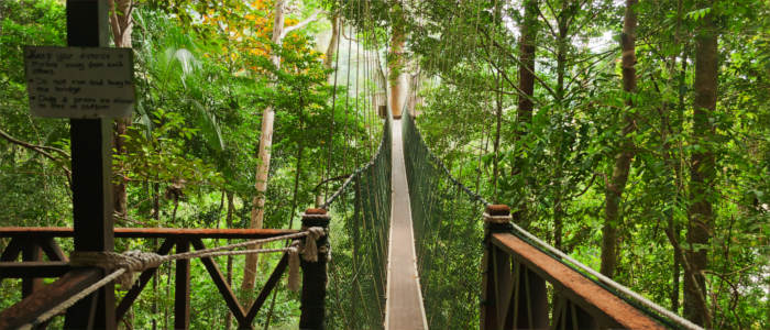 Taman Negara National Park with Canopy Walkway