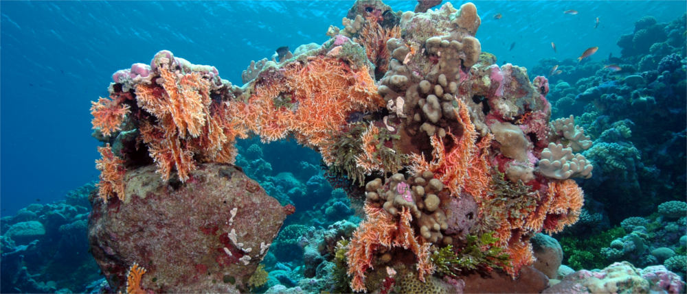 Coral reefs in the Marshall Islands