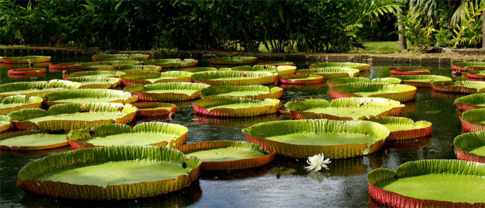 Water lilies in the botanical garden