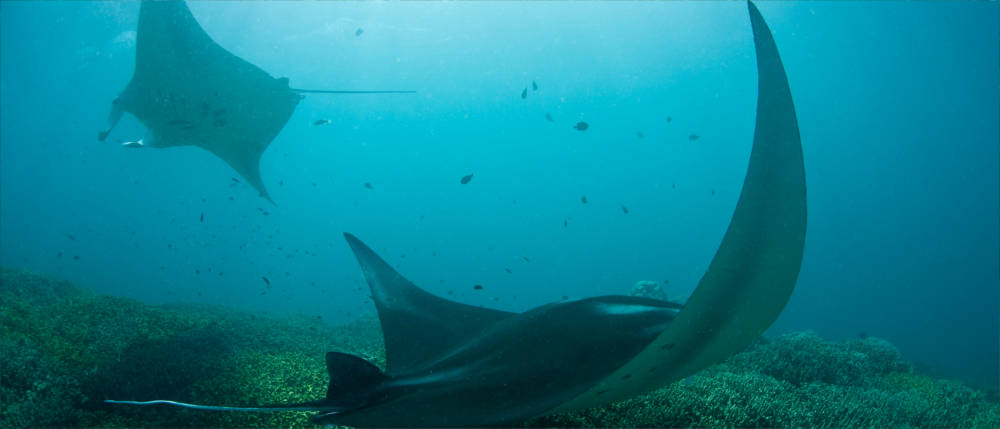 Micronesia's fauna