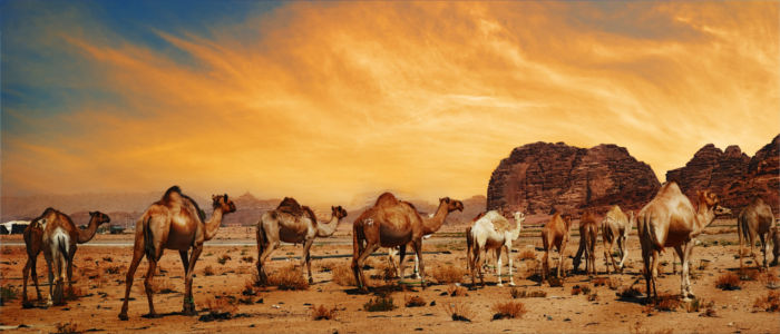 Camles in the desert in the Middle East