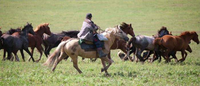 A Mongol running its horses