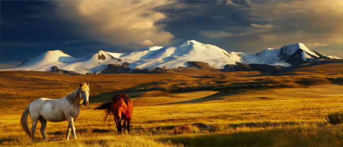 Horses on the Ukok Plateau, Mongolia