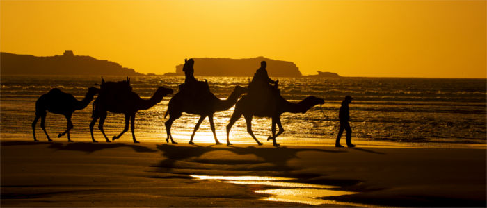 Camels in Morocco