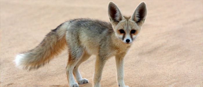Fennec fox in Morocco