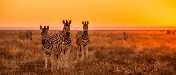 Zebras in Namibia