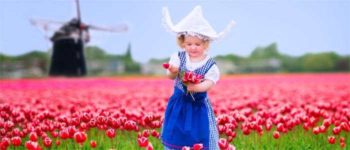 Tulip blossom in the Netherlands