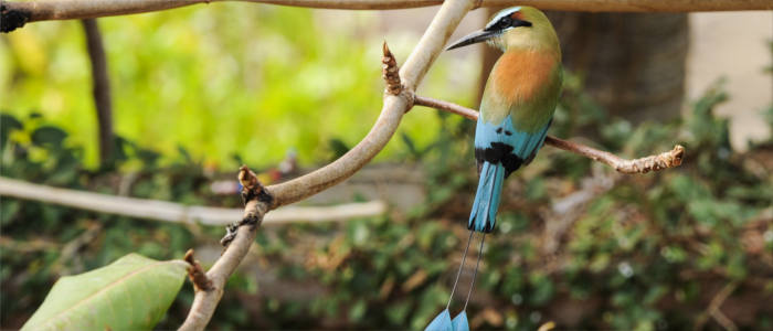 Nicaragua's national bird - the turquoise-browed motmot