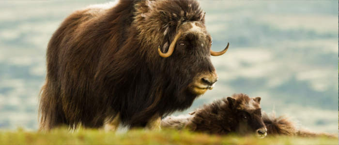 Norwegian musk ox