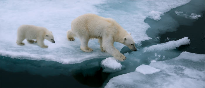 Os ursos polares de Svalbard