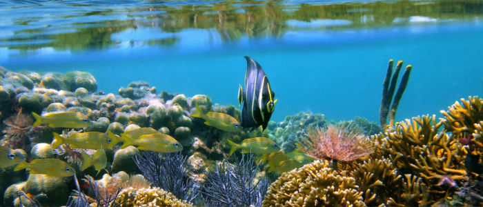 Fish at the coral reef in the Caribbean Sea, Panama