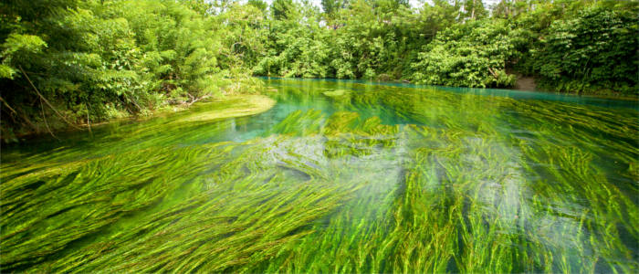 Green rivers in Papua New Guinea