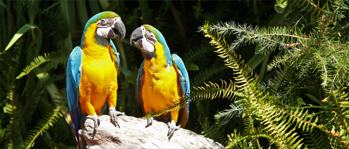 Parrots in Paraguay