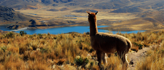 Alpaca in Peru