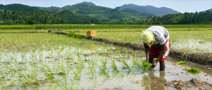 Harvesting rice in the Philippines