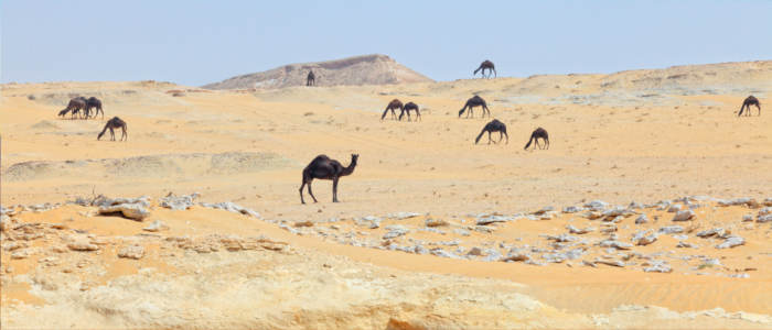 Camels in Qatar's desert