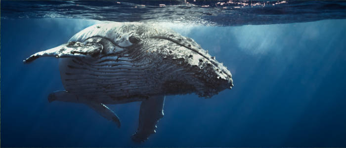 Réunion's marine fauna - whales