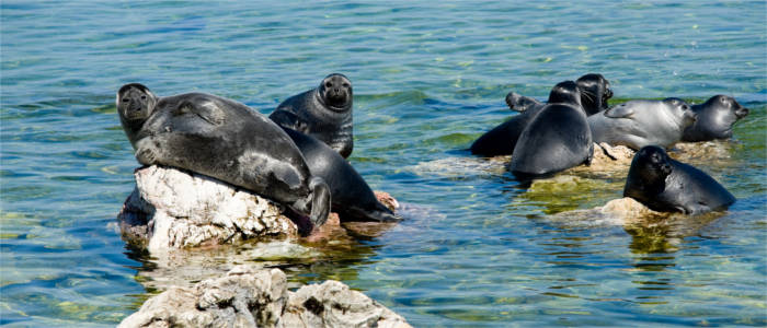 Fauna at Lake Baikal