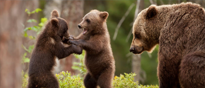 Brown bears playing in the Russian forest