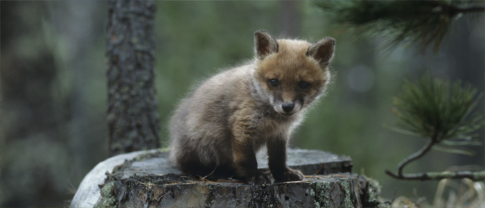 Fox in San Marino