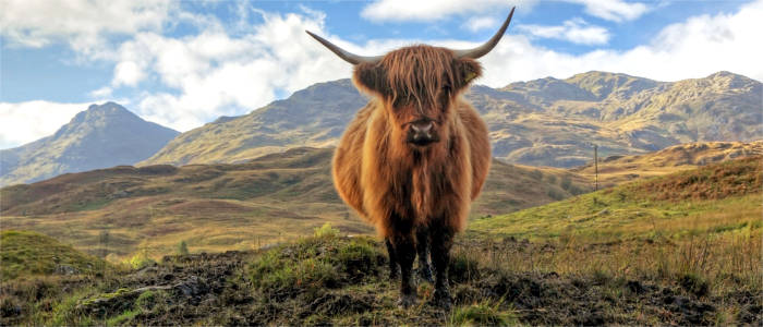 Highland cattle