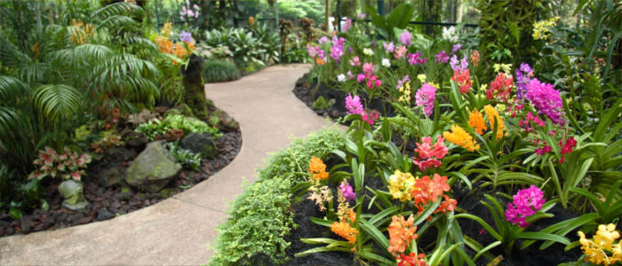 Orchids in Singapore