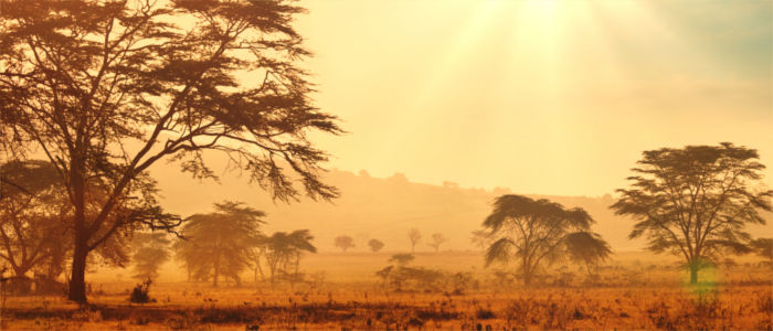 Savanna in South Africa