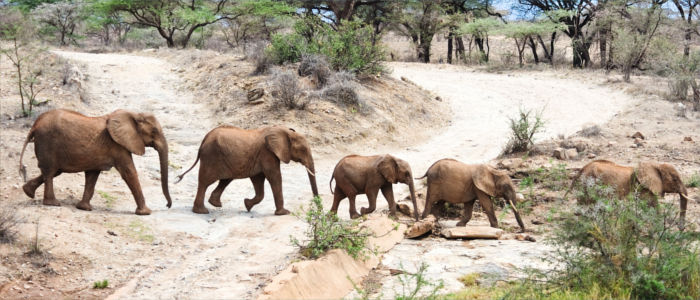 Wild elephants in South Africa