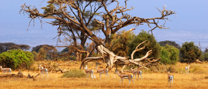 Gazelles in the wilderness of South Africa