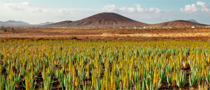Aloe vera plantation on Fuerteventura