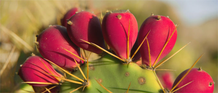 Native plant on Tenerife