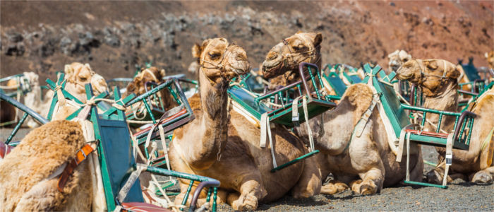 Camels on Lanzarote